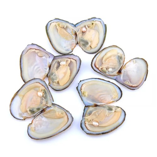 5pcs individual wrapped akoya - 5pcs,
