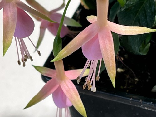 Fuchsia whiteknights pearl - 'whiteknights,