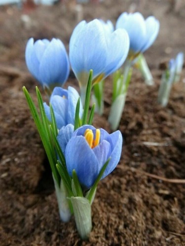 100crocus blue pearl bulbs - 1-100crocus,