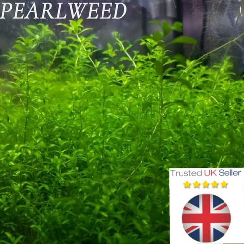 Hemianthus micranthemum - hemianthus,