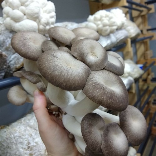 Black pearl king oyster - , liquid
