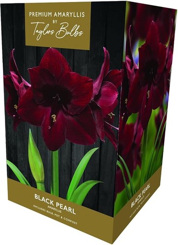 Amaryllis black pearl bulb - black,